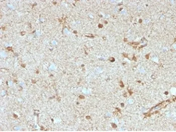 S100B Antibody - image 1
