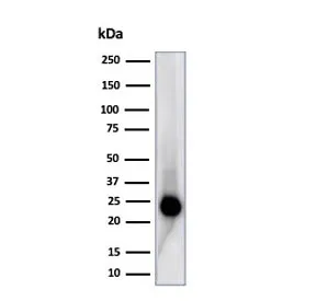 CD3 epsilon Recombinant Antibody - image 1