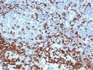 CD3e Recombinant Antibody / CD3 epsilon - image 1