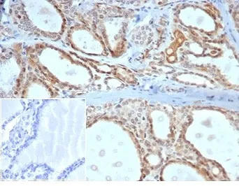 Daxx Antibody - image 1