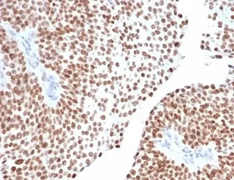 GATA Binding Protein 3 Antibody / GATA-3 - image 1