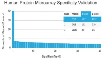MCP2 Antibody / CCL8 - image 1