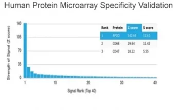 Apolipoprotein D Antibody / APOD - image 1