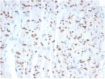 Cadherin 2 Recombinant Antibody / CDH2 / N-Cadherin - image 1