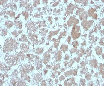 CCL8 Antibody / MCP2 - image 1
