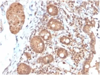 Interleukin 3 Antibody - image 1