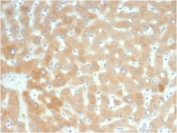 Retinol Binding Protein 4 Recombinant Antibody / RBP4 - image 1