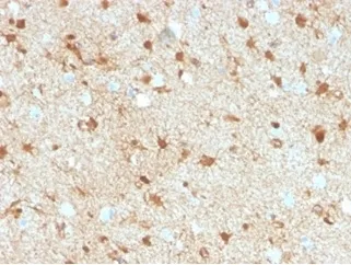 S100 beta Antibody - image 1
