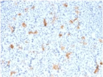 SPARC Antibody / Osteonectin - image 1