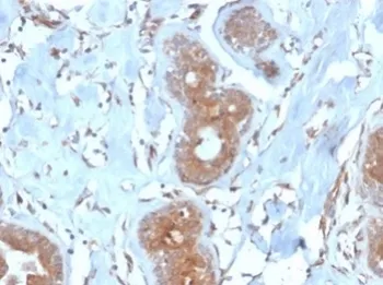 LRG1 Antibody / Leucine-rich alpha-2-glycoprotein - image 1