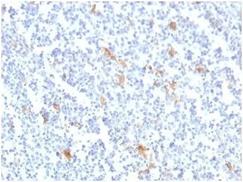 SPARC Antibody / Osteonectin - image 1