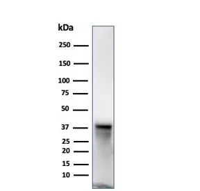 SPARC Antibody / Osteonectin - image 1