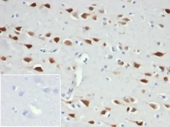 NeuN Recombinant Antibody / Fox3 - image 1
