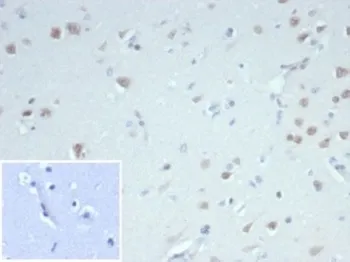 Fox3 Recombinant Antibody / NeuN - image 1