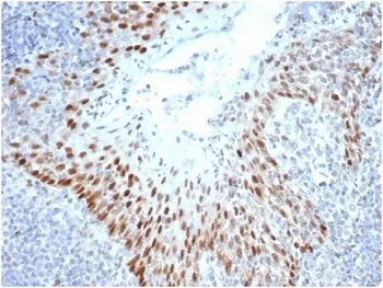 SOX2 Recombinant Antibody - image 1