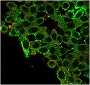 CNOT10 Antibody / CCR4-NOT transcription complex subunit 10 - image 1