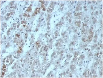 Interleukin 15 Recombinant Antibody / IL15 - image 1