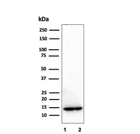 MIF Antibody / Macrophage Migration Inhibitory Factor - image 1