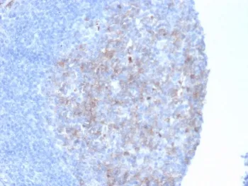 Neprilysin Antibody / CD10 - image 1