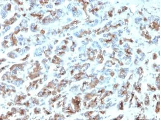 MICA Antibody - image 1