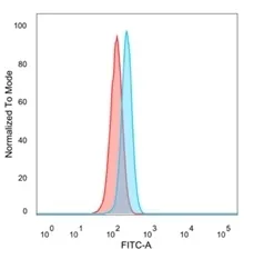 PBX2 Antibody - image 1