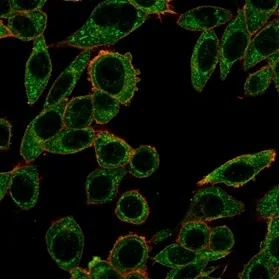 PRMT7 Antibody - image 1