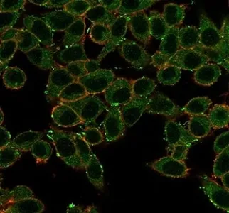 ERK2 Antibody / MAPK1 - image 1