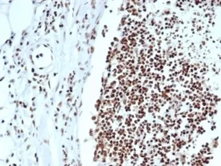 Ku80 Antibody / XRCC5 - image 1