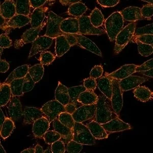 HDAC3 Antibody - image 1
