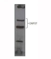 Human Herpesvirus 8 ORF57 Antibody - image 1