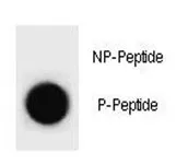 p21 Antibody (phospho-S78) - image 1