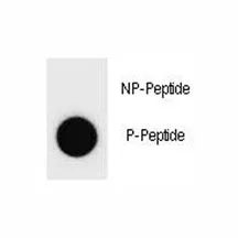 Cyclin B3 Antibody (CCNB3) (phospho-S277) - image 1