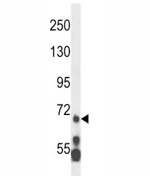 MLL5 Antibody - image 1