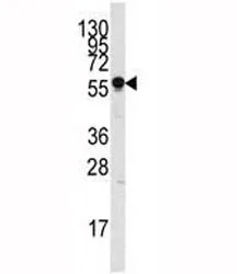 SIGLEC7 Antibody - image 1