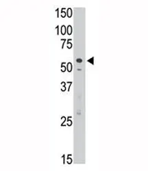 SIGLEC7 Antibody (D-siglec) - image 1