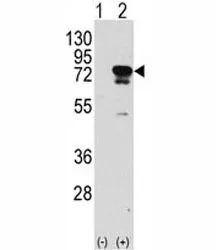 EIF4B Antibody - image 1
