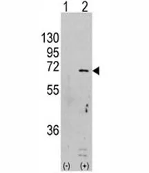 AMPK Antibody - image 1