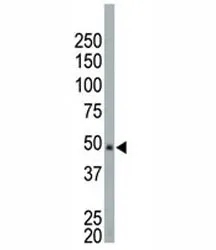 NEK2 Antibody - image 1