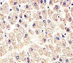 MET Antibody (HGFR) - image 1