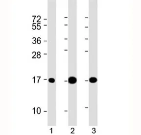 LC3A Antibody - image 1