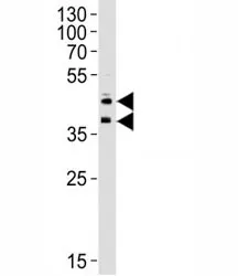 CD34 Antibody - image 1