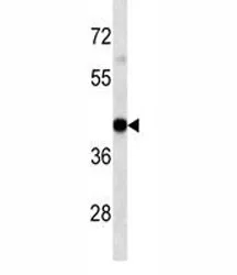 HLA-A Antibody - image 1
