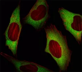 EIF4E Antibody - image 1