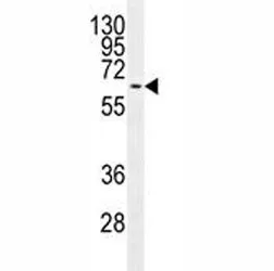 MAPK15 Antibody - image 1