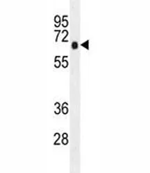 AMPK alpha Antibody - image 1