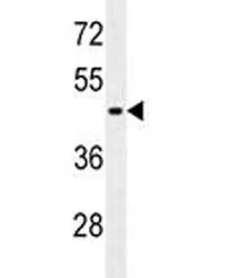 GFAP Antibody (Astrocyte Marker) - image 1