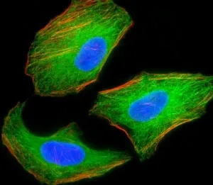 TSC2 Antibody - image 1