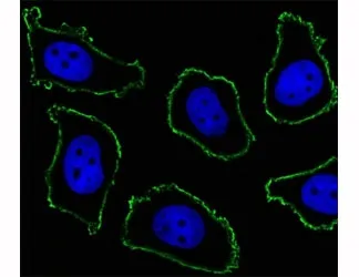 CD33 Antibody - image 1