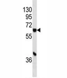 CYP1A1 Antibody - image 1
