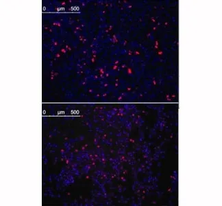 KLF4 Antibody - image 1